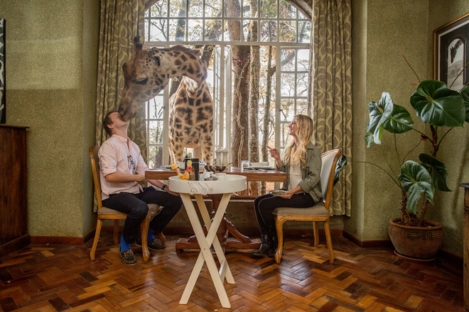 O ponto alto da experiência é mesmo o contacto direto com as girafas Rothschild que não se coíbem de espreitar pelas janelas abertas da casa e estão habituadas a ser alimentadas à mão pelos hóspedes, a quem são entregues pequenas porções de ração. Depois da visita, regressam tranquilamente à floresta, onde se encontra o Giraffe Centre, um santuário criado pela African Fund for Endangered Wildlife para proteger esta espécie ameaçada.