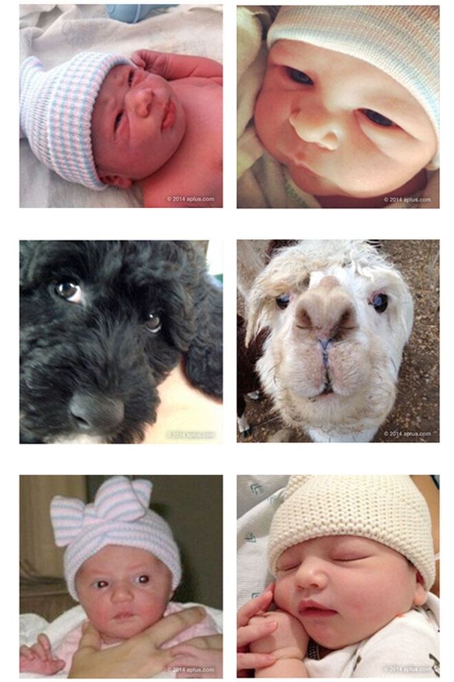 Mila Kunis e Ashton Kutcher | Ashton Kutcher anunciou o nascimento da primeira filha, Wyatt Isabelle Kutcher, de forma muito peculiar. Partilhou uma foto, onde aparecem seis bebés, quatro humanos e dois animais. Na descrição, “Mila e eu queremos apresentar Wyatt Isabelle Kutcher ao mundo. Que a tua vida seja recheada de maravilha, amor, risadas, saúde, felicidade, curiosidade e privacidade. Consegue adivinhar qual é a nossa, ou isso realmente importa? Todos os bebés são queridos. – Ashton.” Wyatt nasceu a 1 de outubro de 2014 e o casal também é pai de Dimitri Portwood Kutcher, nascido a 30 de novembro de 2016.