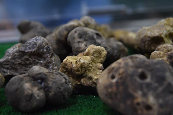 Trufas | Neste caso, falamos do fungo, não do chocolate. As trufas funcionam nas mulheres, pois o seu sabor é parecido com a androstenona masculina.	