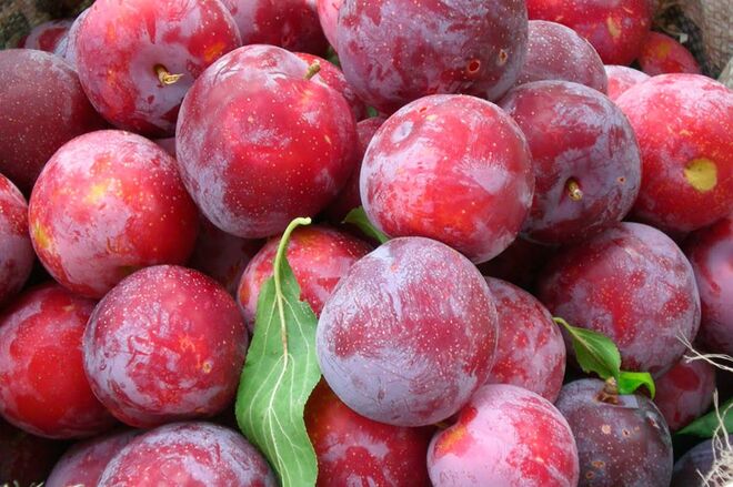 Ameixa | Tal como o ananás, a ameixa tem 87,2 ml de água por cada 100 gramas. 