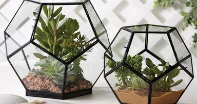 25 ideias com plantas para dar mais vida à sua casa