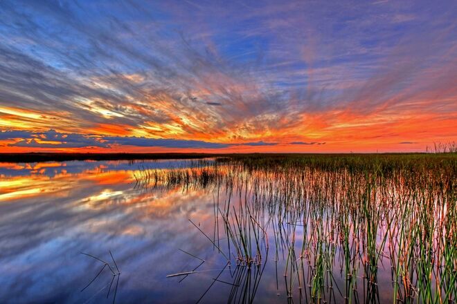Everglades, Estados Unidos: a zona pantanosa próxima dos parques de diversão na Florida está a deteriorar-se. Infelizmente, algumas espécies desse ecossistema já se encontram em risco de extinção.