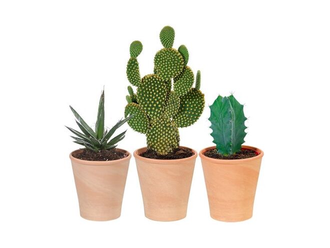 Catos pequenos, €2,99/cada, Lidl 