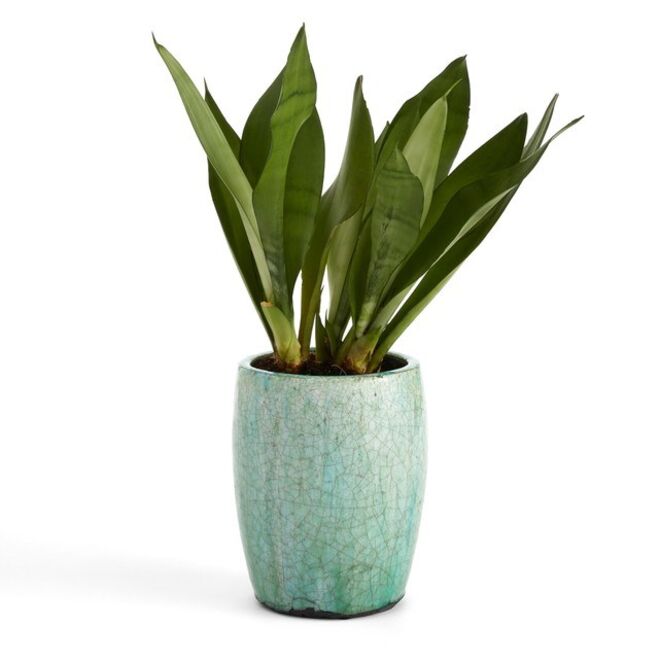 Vaso Saksio, €29,99, La Redoute 