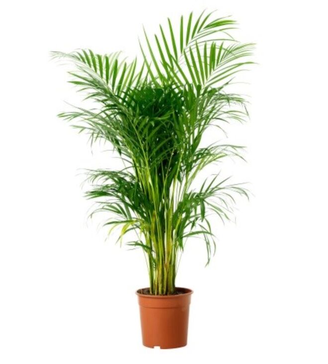 Planta Chrysalidocarpus Lutescens, €25, Ikea