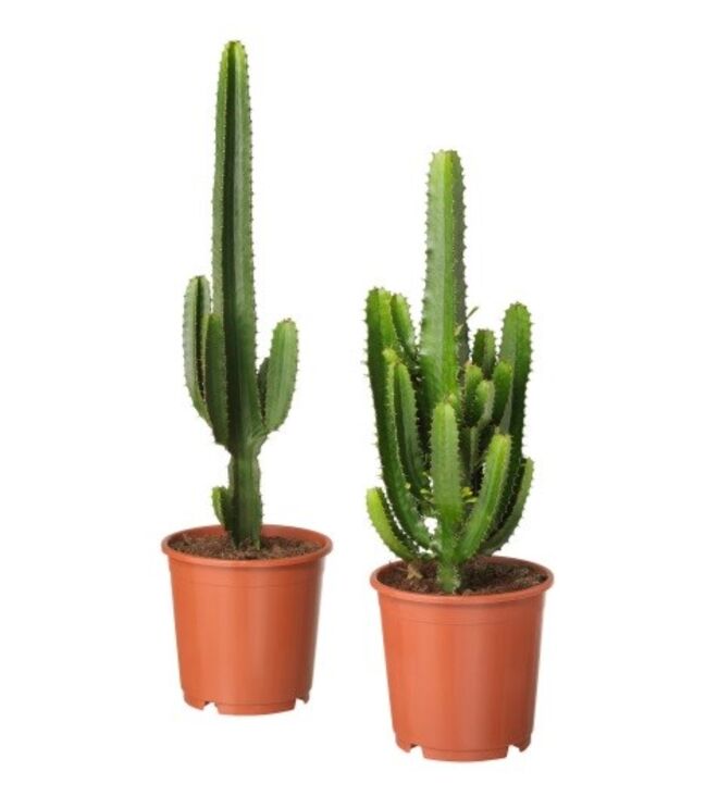 Cato Euphorbia Acrurensis, €55/cada, Ikea 