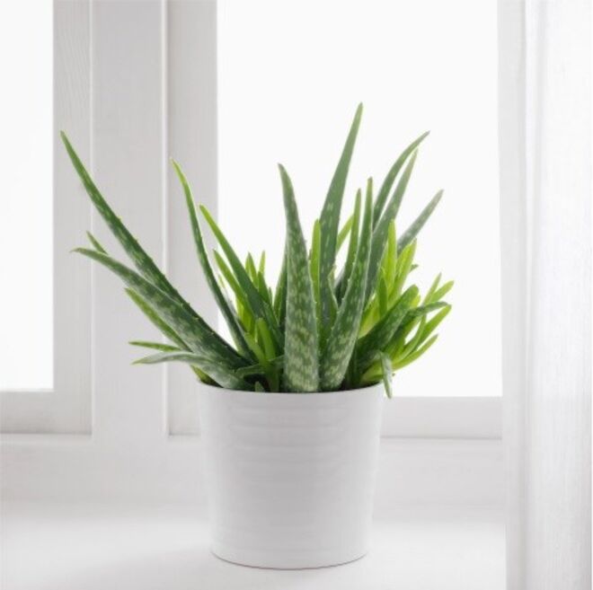 Planta Aloé Vera, €3,99, Ikea