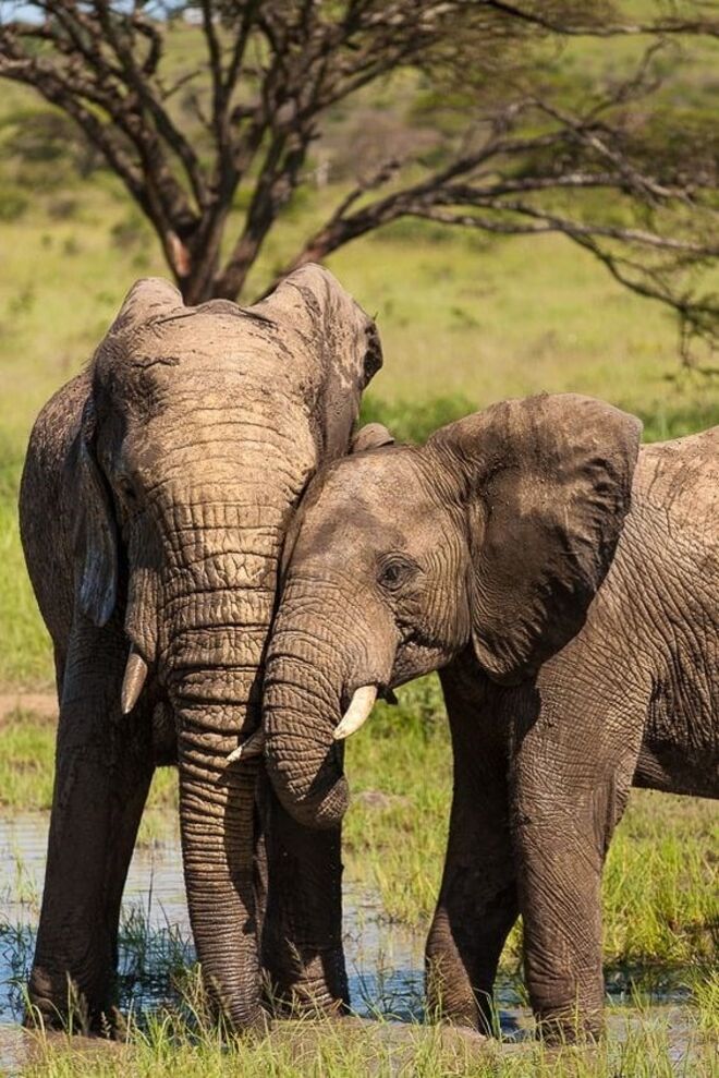 Parque Nacional Hluhluwe & Imfolozi