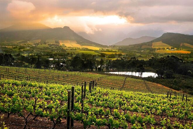 Vinhas em Franschhoek