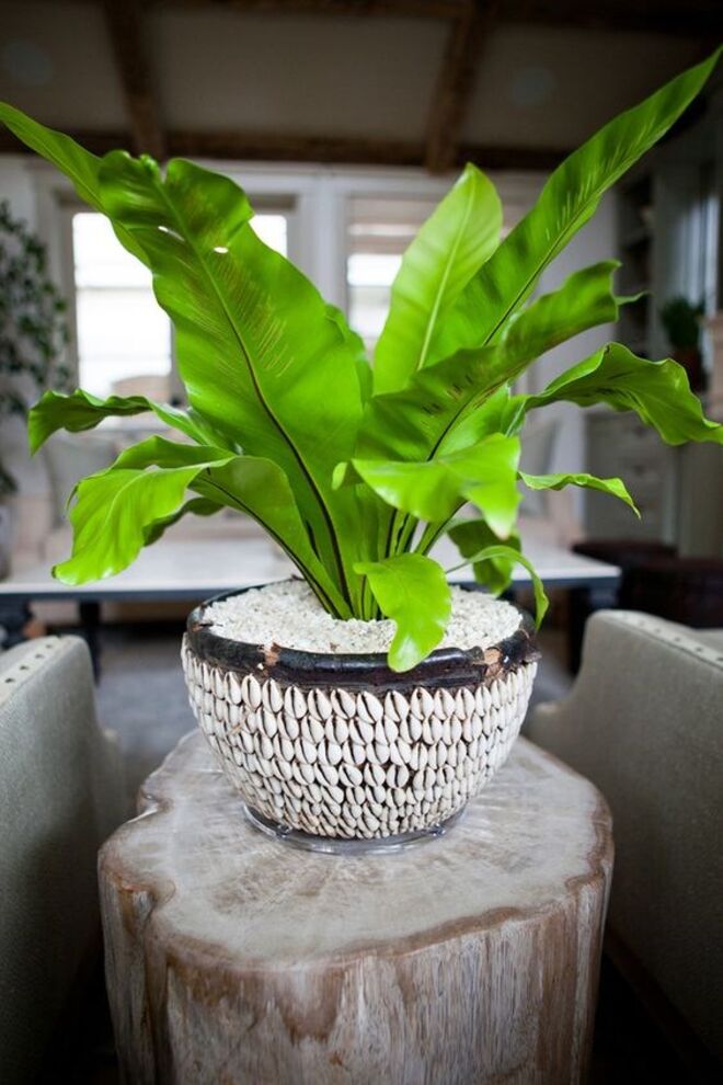 Ninho de passarinho | Ideal para alegrar qualquer lar, o ninho de passarinho é capaz de filtrar formaldeído, xileno e tolueno.