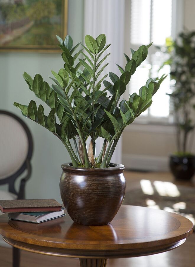 Zamioculca | Se a sua casa recebe luz do sol durante um período muito reduzido, a zamioculca é a melhor opção. Para além disto, necessita apenas de água duas vezes por semana e filtra as toxinas do ambiente. 