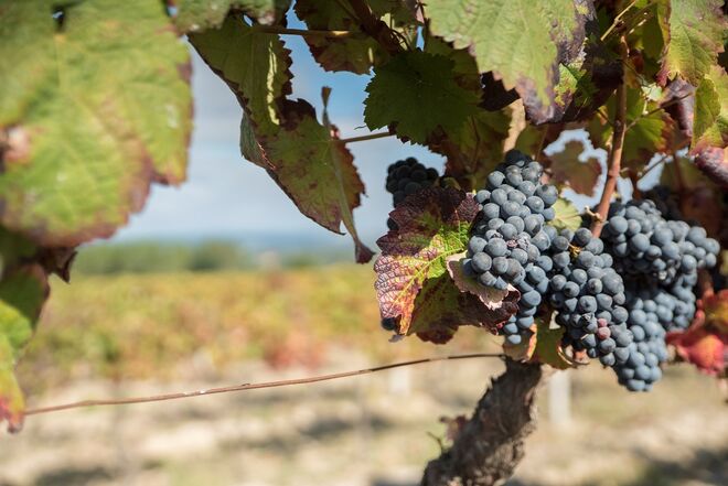 Quinta da Teixuga no Dão