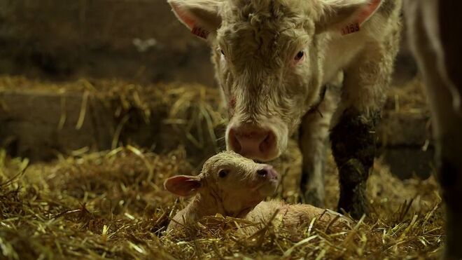 Fields of Anger, um documentário de Anne Gintzburger