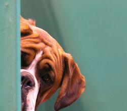 Animais da União Zoófila em risco de ficarem sem comida