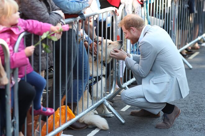O príncipe Harry brinca com um cão na visita à Edes House
