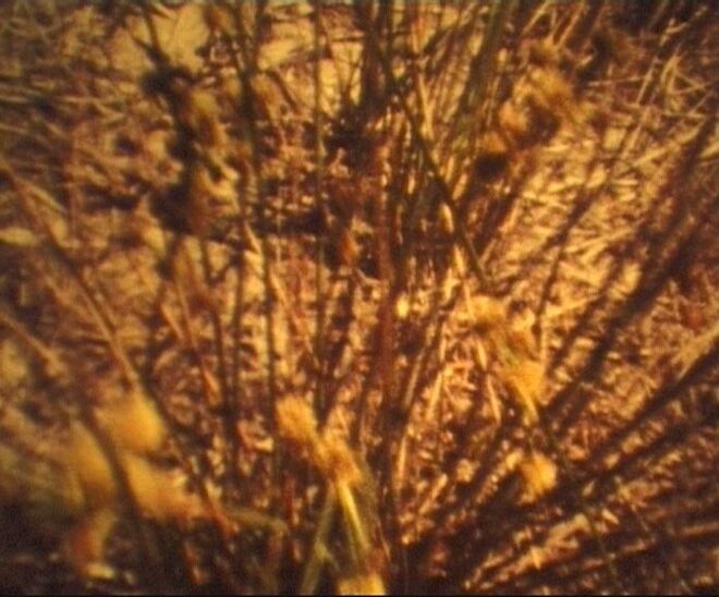 Sessão da Atenção - "Ensaio para Mão Esquerda", "Chão - 1ª experiência" (na imagem), "A (Im)Permanência do Gesto", "Marmeleiro (1)", "Teus Olhos Castanhos de Encantos Tamanhos" e "Ribeiro" 