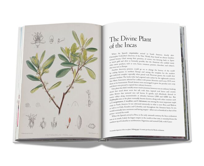 O livro Cocaïn: History & Culture, de Armand Limnander, €50, Assouline