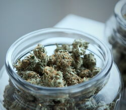 O algoritmo português que prevê quais os próximos países a legalizar a cannabis