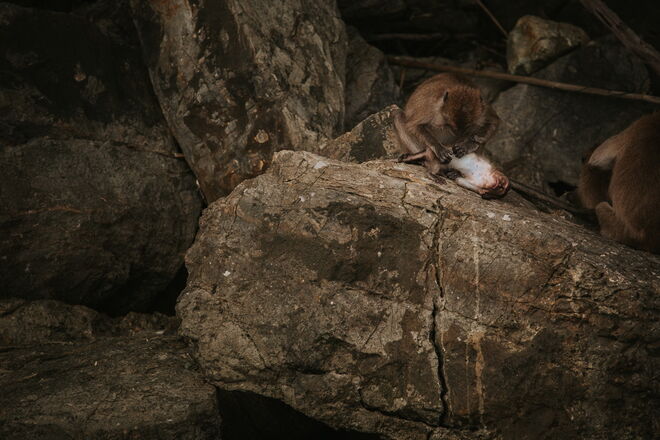 Tailândia e a revolução em curso para salvar os elefantes