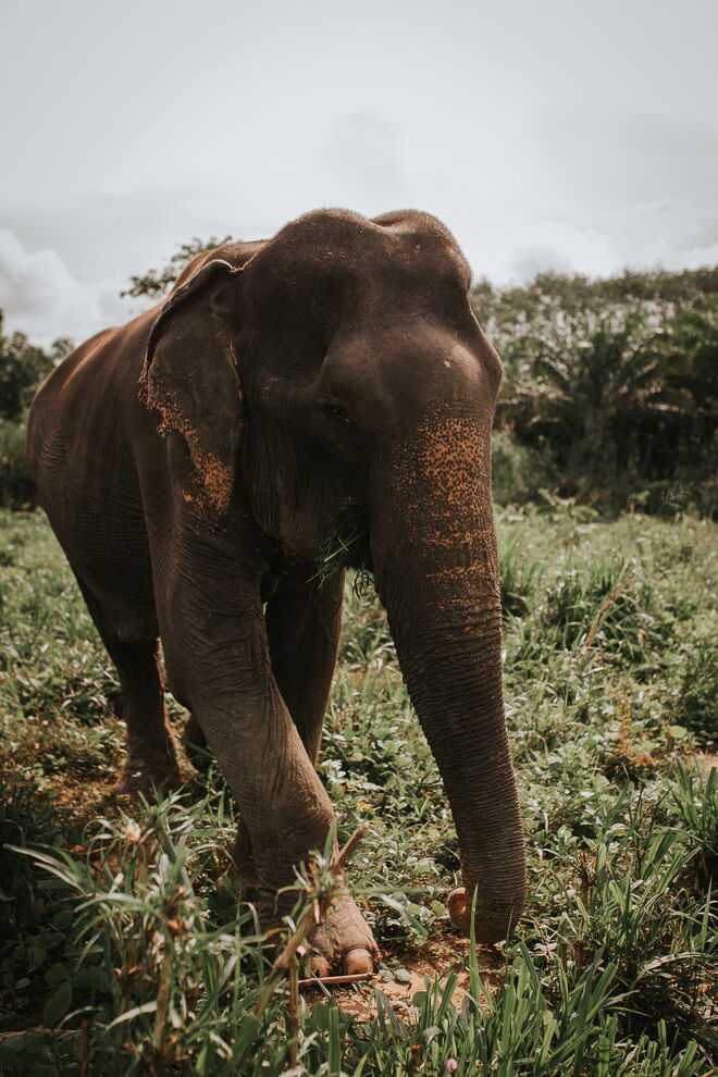 Santuário de Elefantes de Krabi