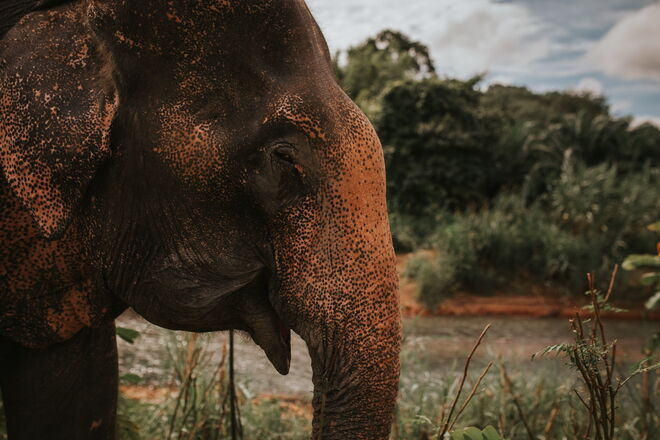 Santuário de Elefantes de Krabi