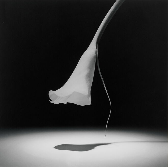 Calla Lily, 1986. Implicit Tensions ‒ Mapplethorpe Now. 