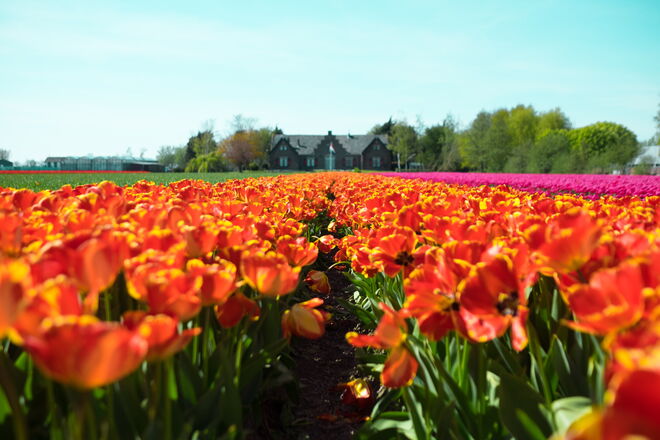 Campo de Tulipas, em Lisse na Holanda