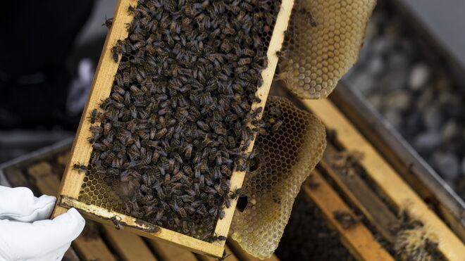 O veneno de abelha é um desses ingredientes