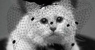 A gata Choupette assina coleção em homenagem a Karl Lagerfeld