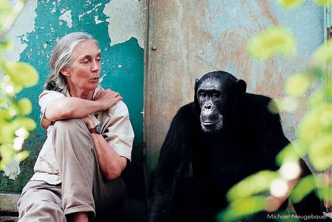 Jane Goodall