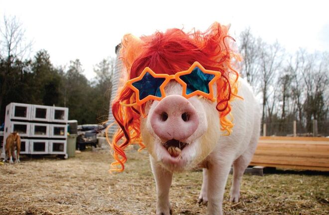 Esther - A Porca Maravilhosa