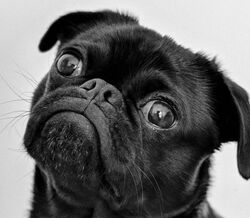 Os cães também fazem olhinhos diz um novo estudo