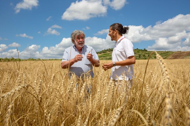 Adolfo Henriques, proprietário da Granja dos Moínhos, e o chef Tanka Sapkota na plantação de trigo barbela, na aldeia da Maçussa