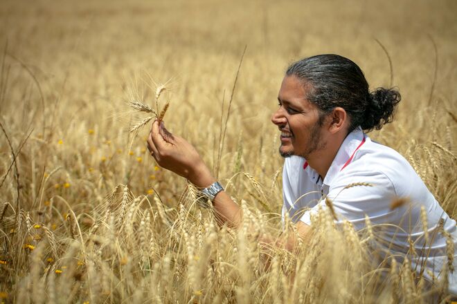 O chef Tanka Sapkota na plantação de trigo barbela, na aldeia da Maçussa