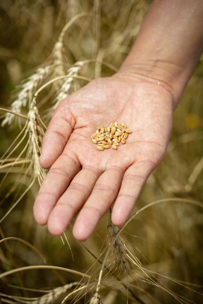 O chef Tanka mostra-nos a espelta, na aldeia da Maçussa