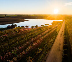 Sem ideias do que fazer no verão? Rume ao Alentejo durante as vindimas