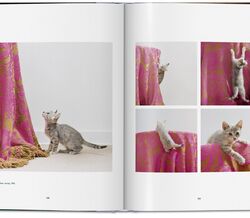 Era uma vez um fotógrafo amante de gatos