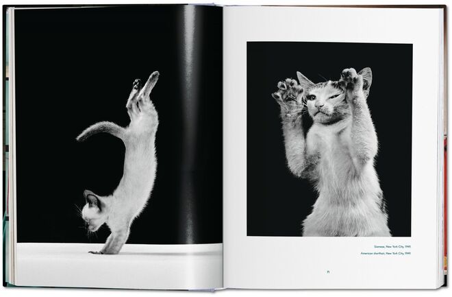 Walter Chandoha. Cats. Photographs 1942–2018