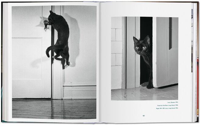Walter Chandoha. Cats. Photographs 1942–2018