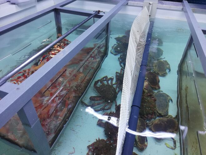 Aquário de crustáceos