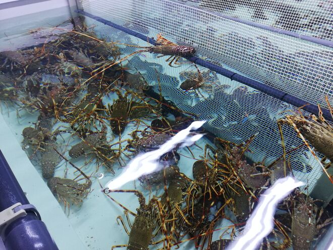 Aquário de crustáceos