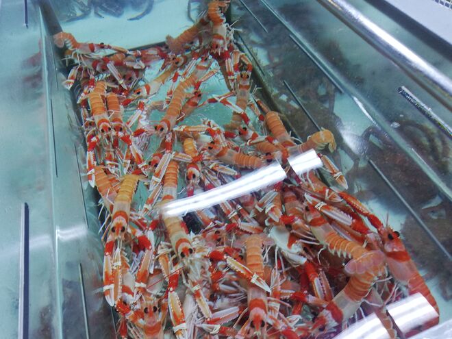 Aquário de crustáceos