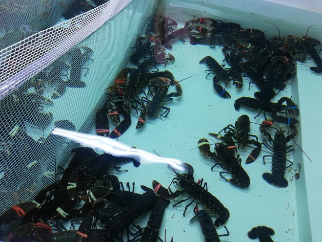 Aquário de crustáceos