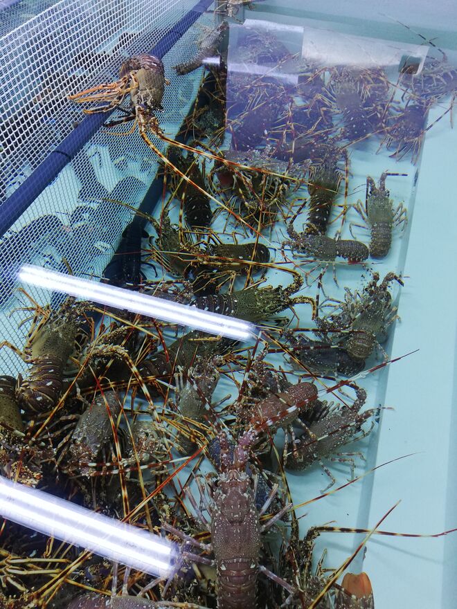 Aquário de crustáceos