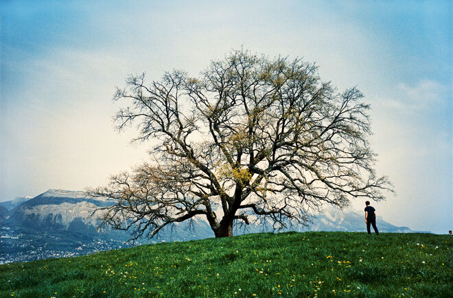 The Venon oak, Isère, França, 2019. Fotografias tiradas por Raymond Depardon durante as filmagens do filme My Tree, feito para a exposição Nous les Arbres.