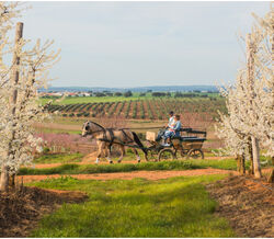 Vila Galé aposta em agroturismo no Alentejo