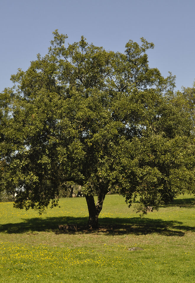 Visita cultural Forest Therapy Experience - Desacelerar e relaxar em Monsanto. LisbonWeek 2019.