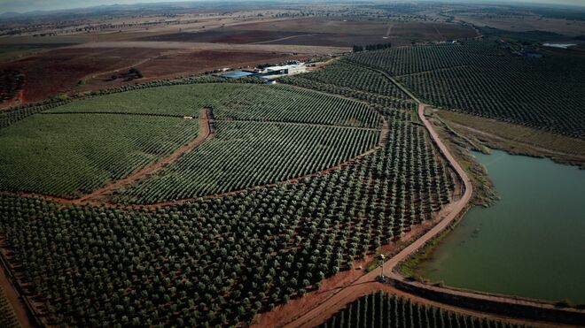 O olival Santa Vitória
