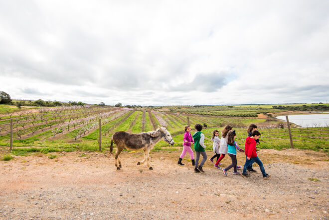 Atividades com animais no Vila Galé Clube de Campo