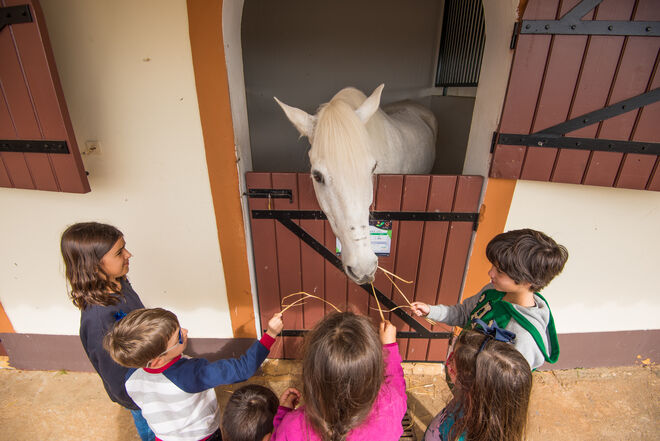 Atividades com animais no Vila Galé Clube de Campo